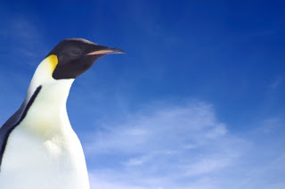 Why a penguin? It will make sense in a minute Why a penguin? It will make sense in a minute